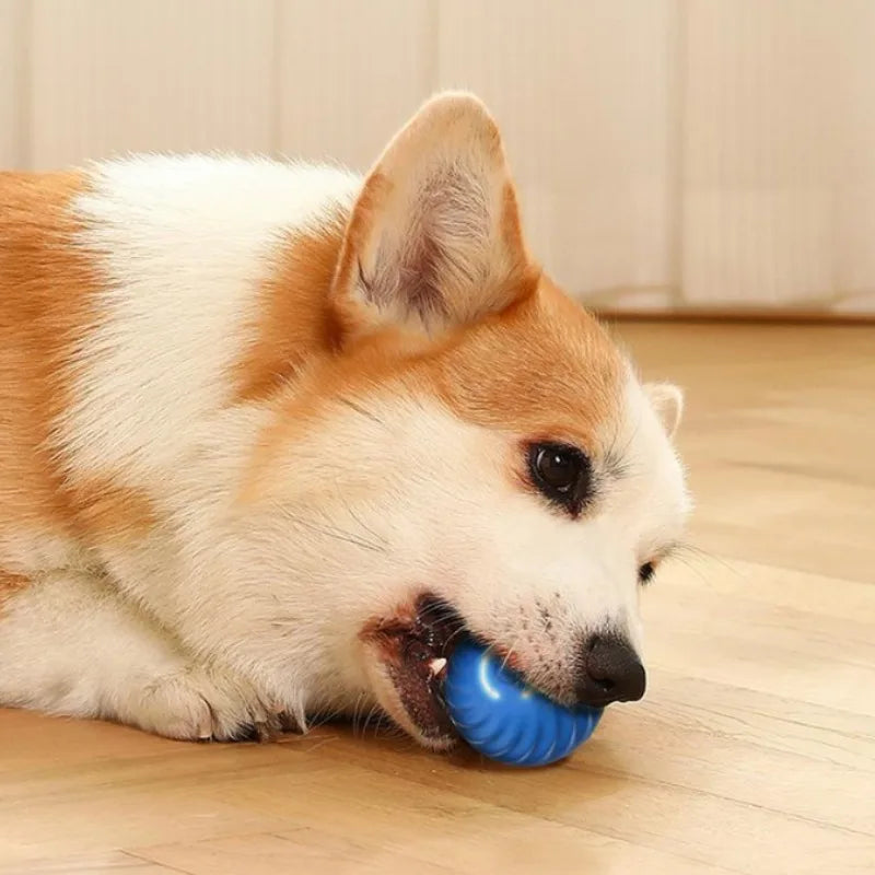 Bolinha elétrica para pets